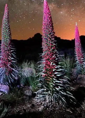 Paraiso De Anaga סנטה קרוז דה טנריף