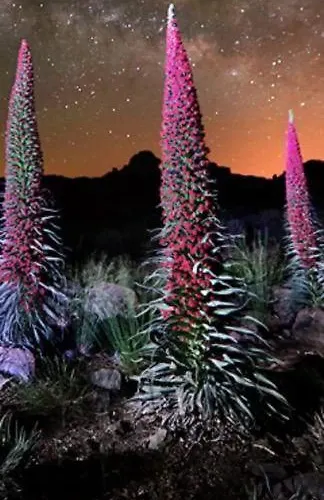 Paraiso De Anaga Santa Cruz de Tenerife